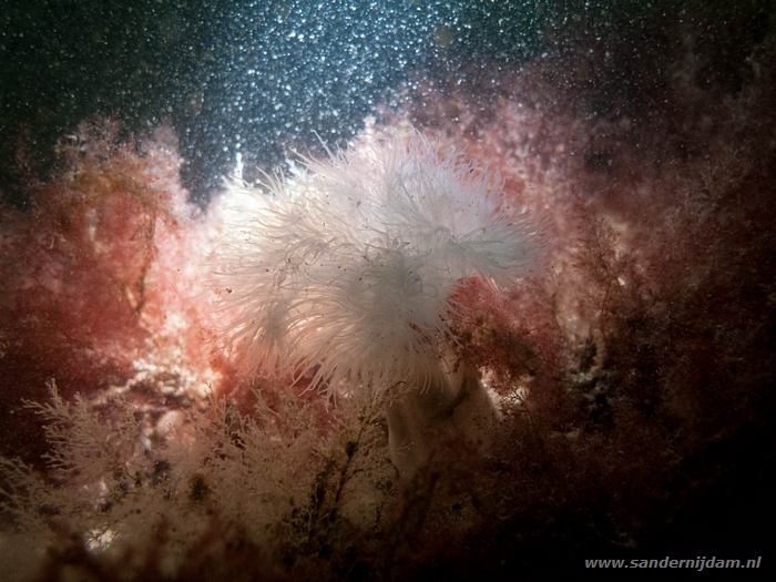 Zeeanjelier,  Zeelandbrug, 18-4-2014